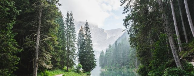 Photo Forest wallpaper