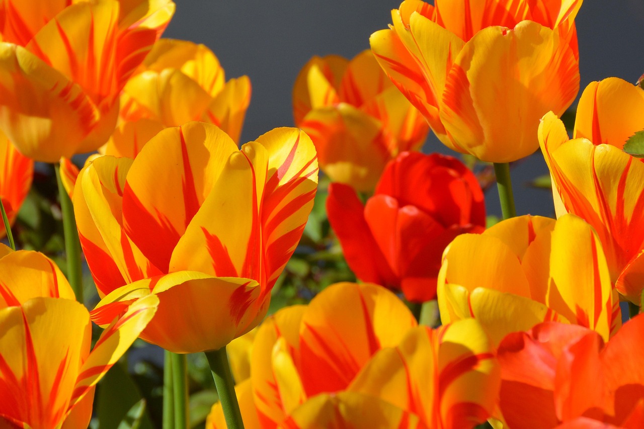 Viooltjes onder een stralende aprilzon.