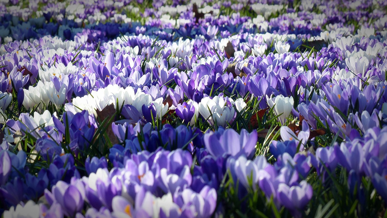 Bloeiend magnoliablad in een lentetuin.