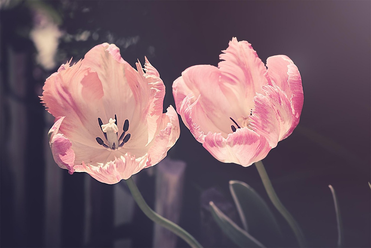 Tulpen in volle bloei met ochtenddauw.