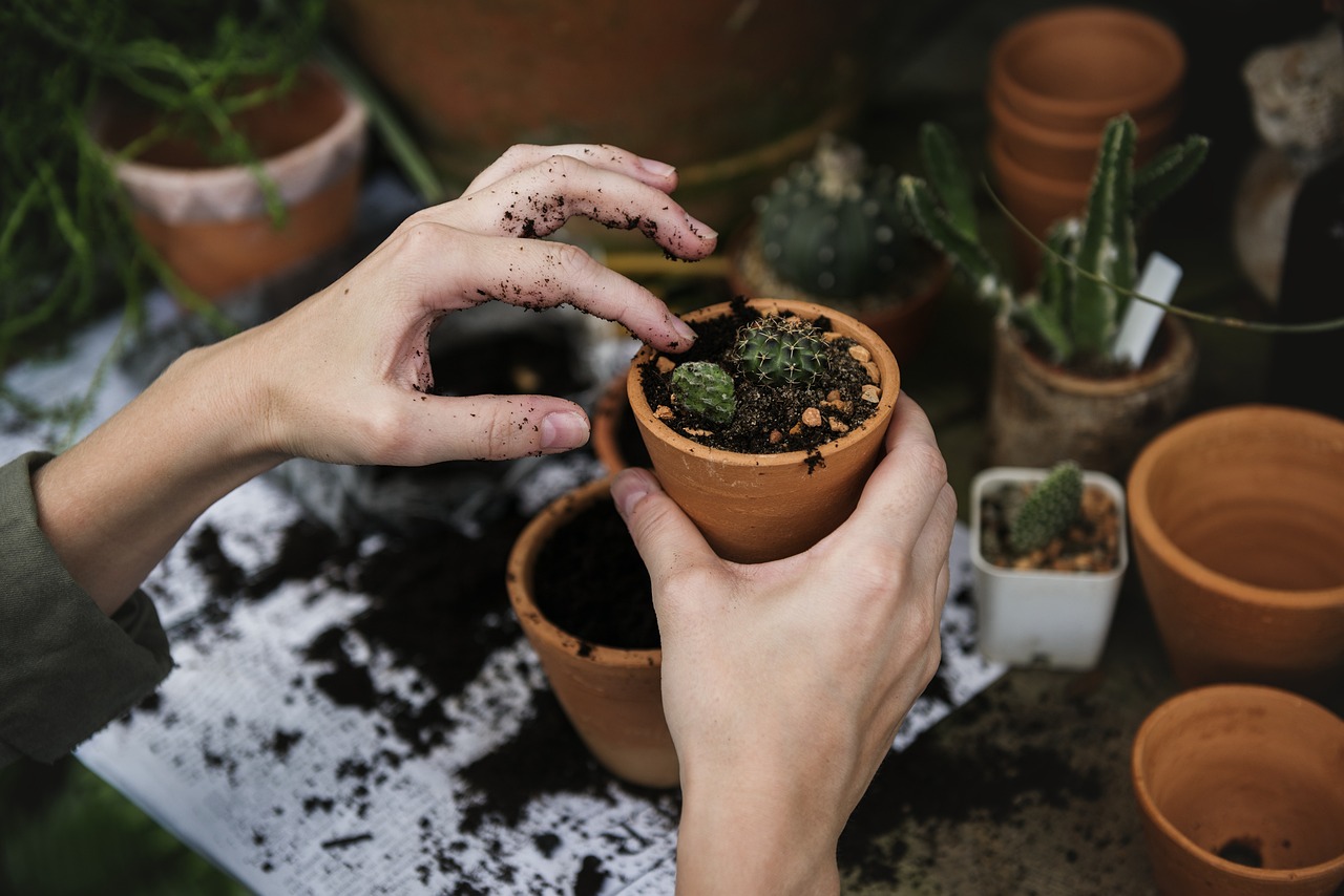 Cactussen in verschillende vormen en maten. Cactussen in verschillende vormen en maten.