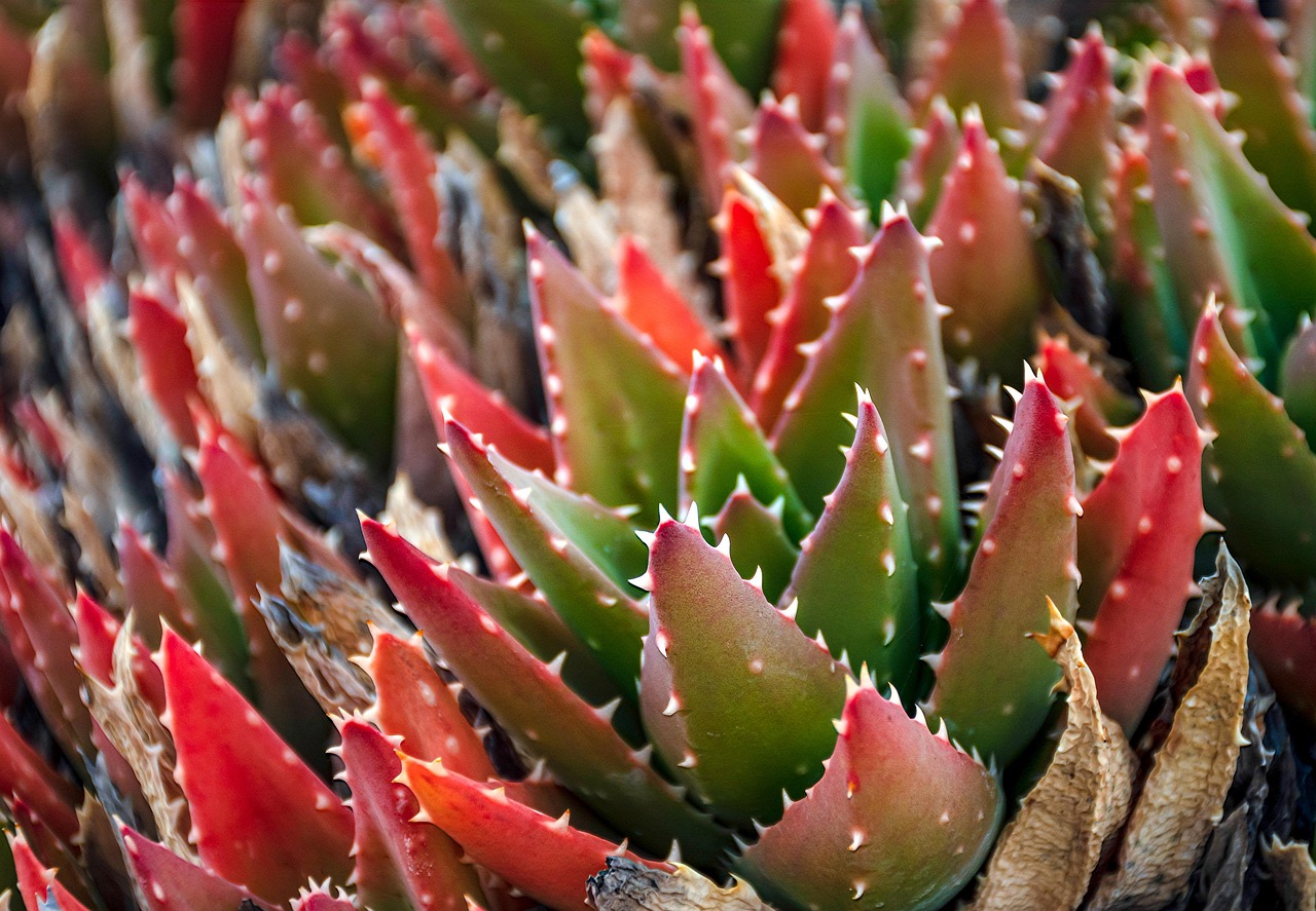 Droogtebestendige planten in xeriscape-tuinontwerp