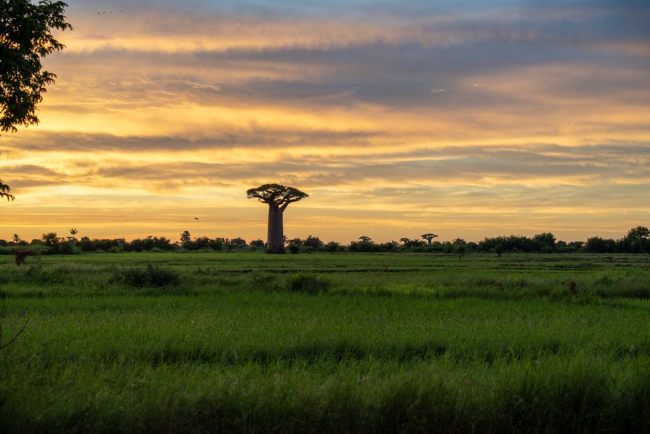 Gezellige zithoek met baobab planten. Gezellige zithoek met baobab planten.