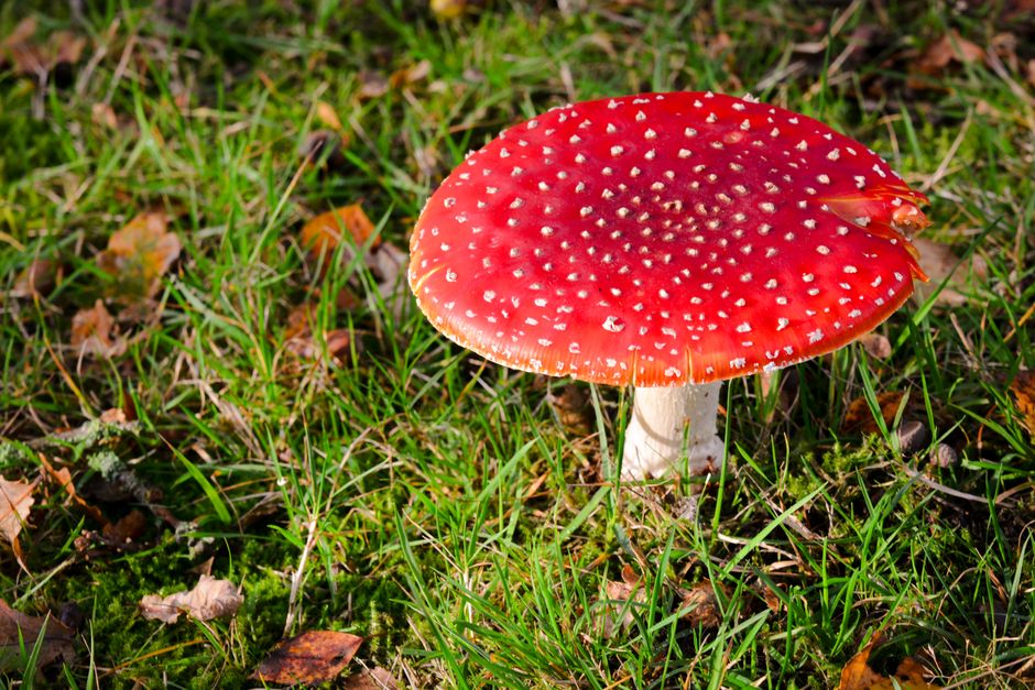 Gordijnen met herfstbladeren in de babykamer Gordijnen met herfstbladeren in de babykamer