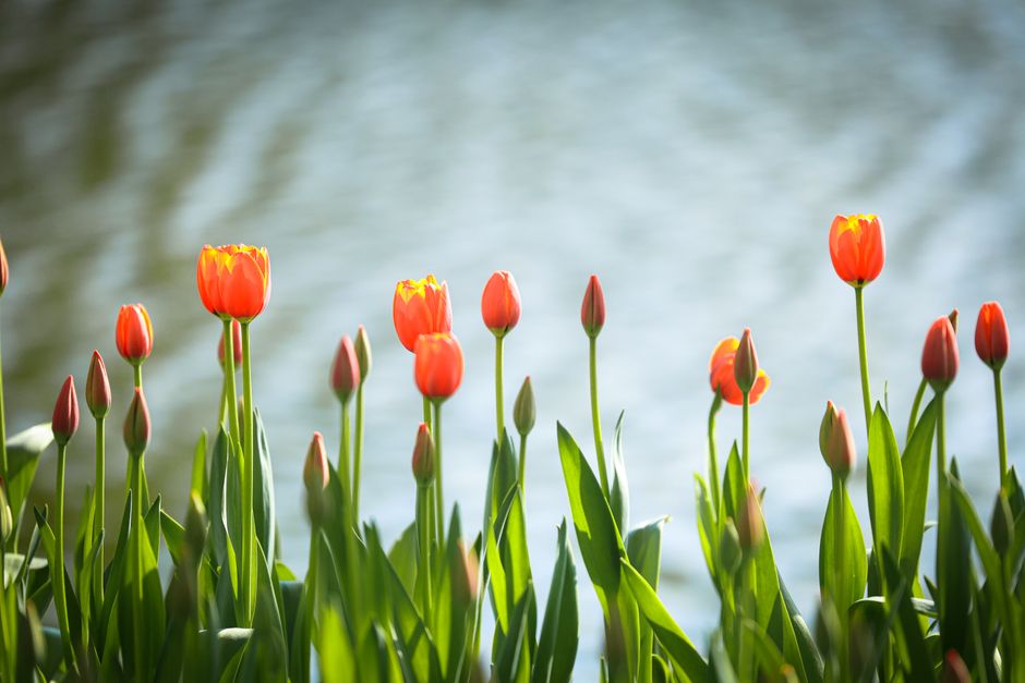 Decoratieve kussens naast een zomerse bloementuin.