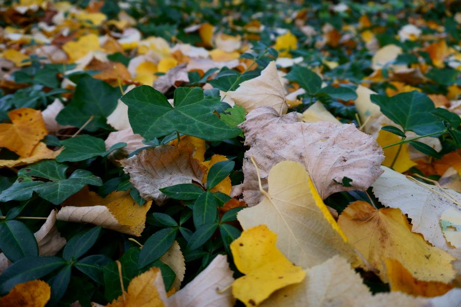 Eco-vriendelijke tuin met groene herfstbladeren.