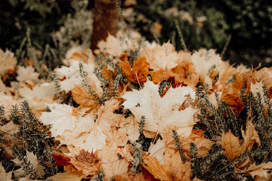 Herfsttuin met kleurrijke duurzame planten.