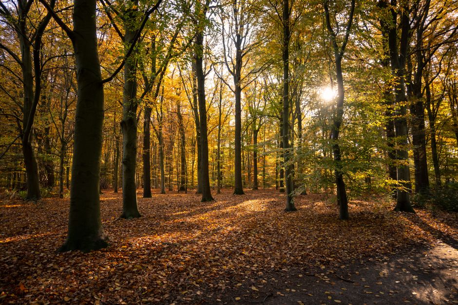 LED-kaarsjes verlichten tuin in de herfst.