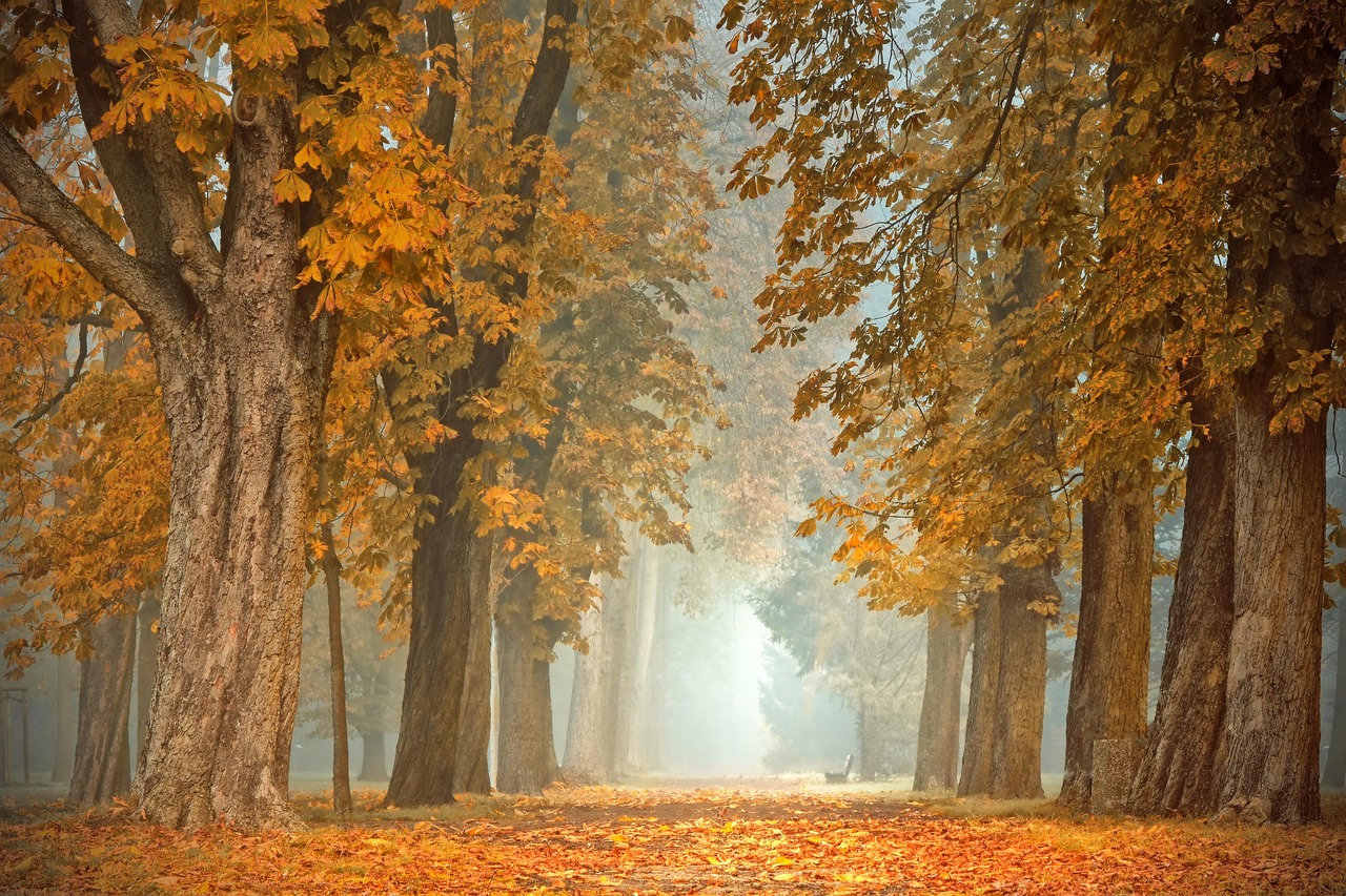 Herfstsfeer met geluiddempende gordijnen en decor.