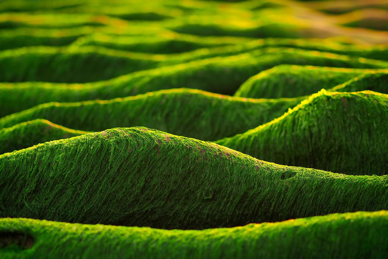 Groene planten in biologisch afbreekbare potten